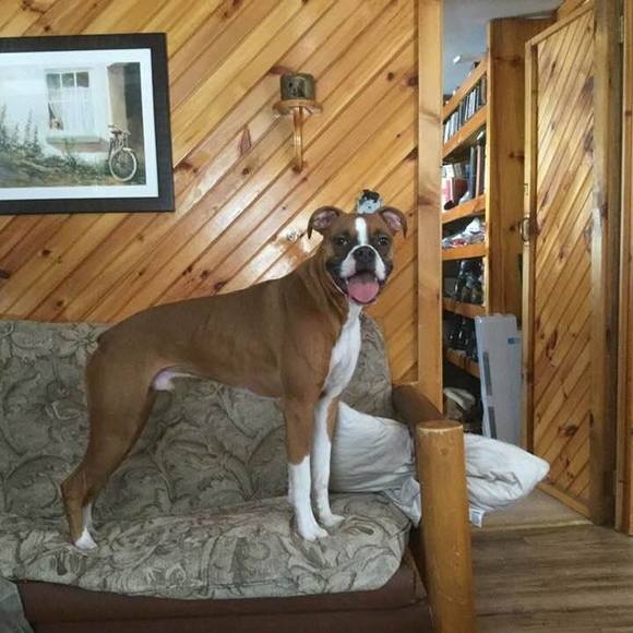 Meet your Posher, Bruce - Picture 1 of 1